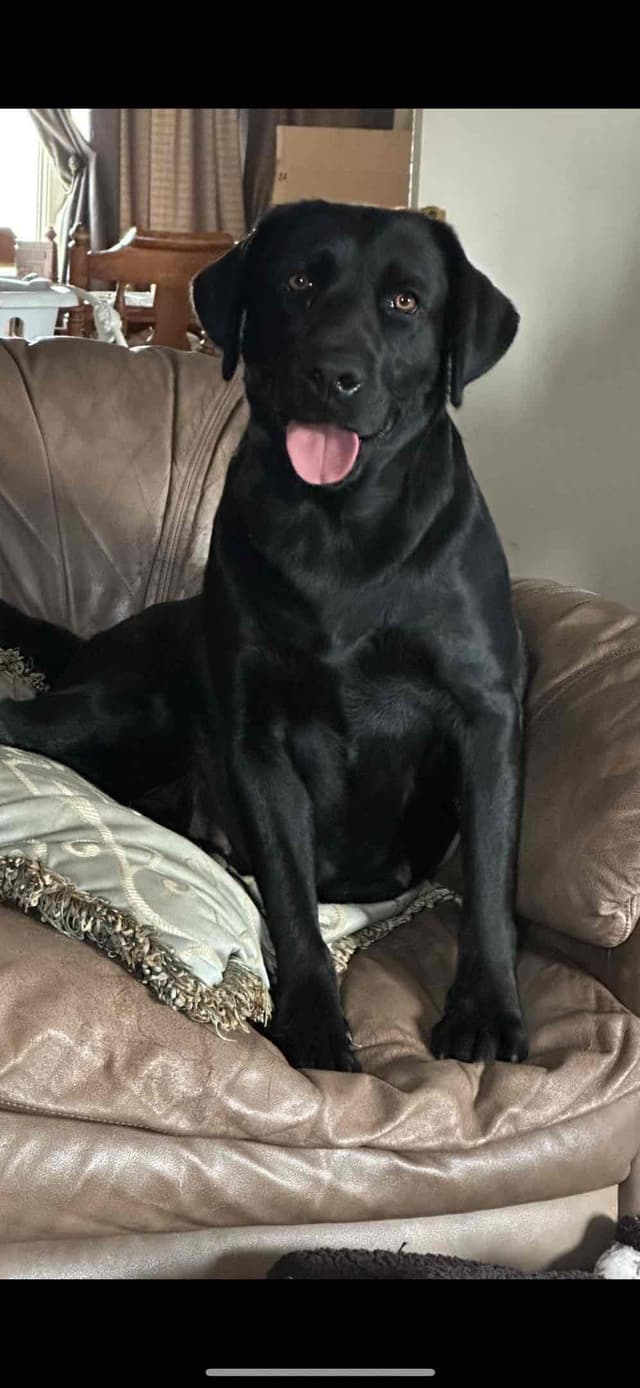 Labrador Retriever Puppies media 7