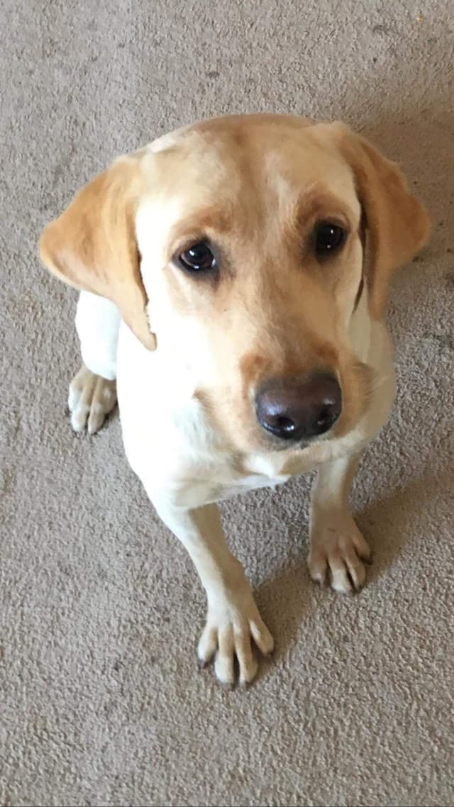 Labrador Retriever Puppies media 8