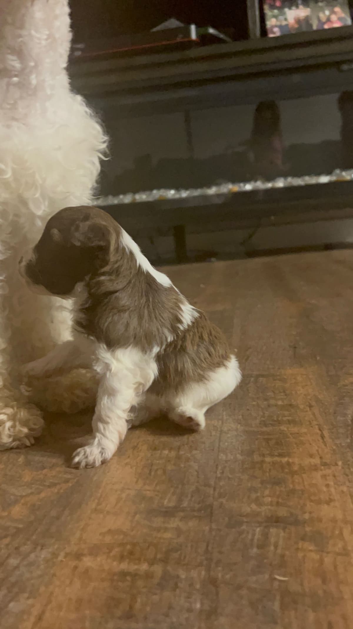 Miniature Schnauzer Puppies breeder image 24