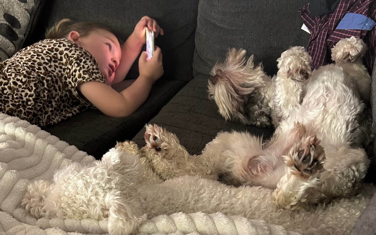 Miniature Schnauzer Puppies breeder image 18