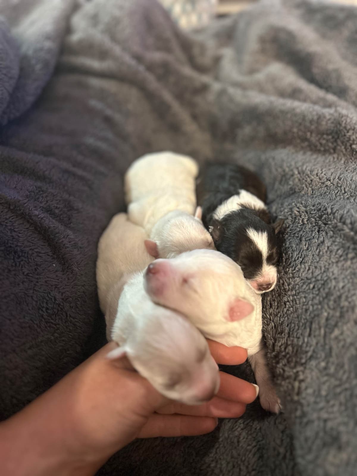 Miniature Schnauzer Puppies breeder image 1