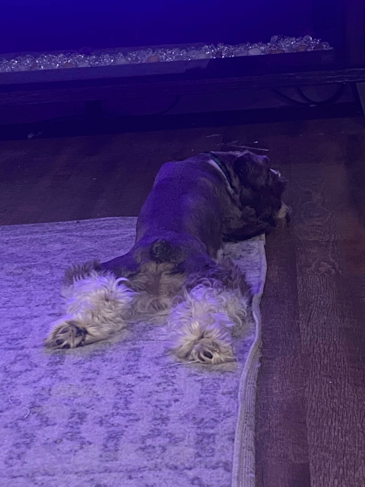 Miniature Schnauzer Puppies breeder image 23