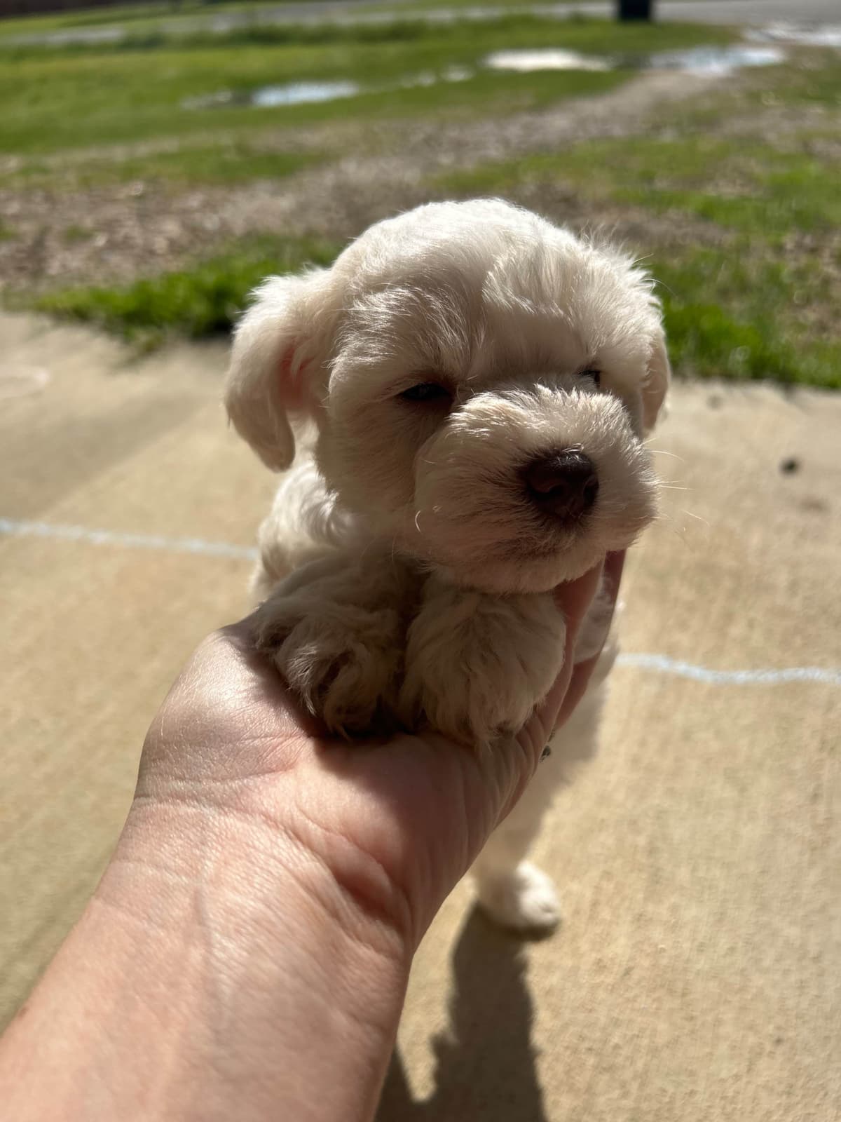Miniature Schnauzer Puppies breeder image 25