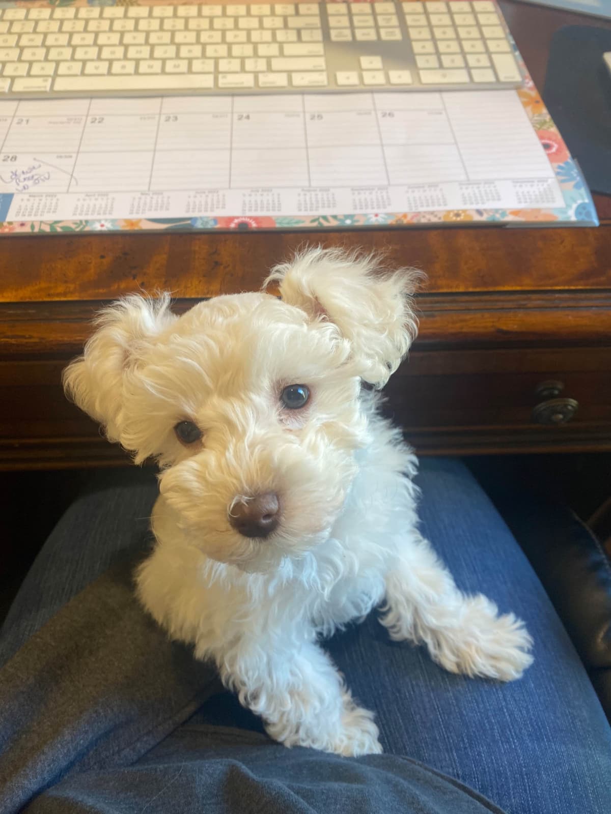 Miniature Schnauzer Puppies breeder image 26