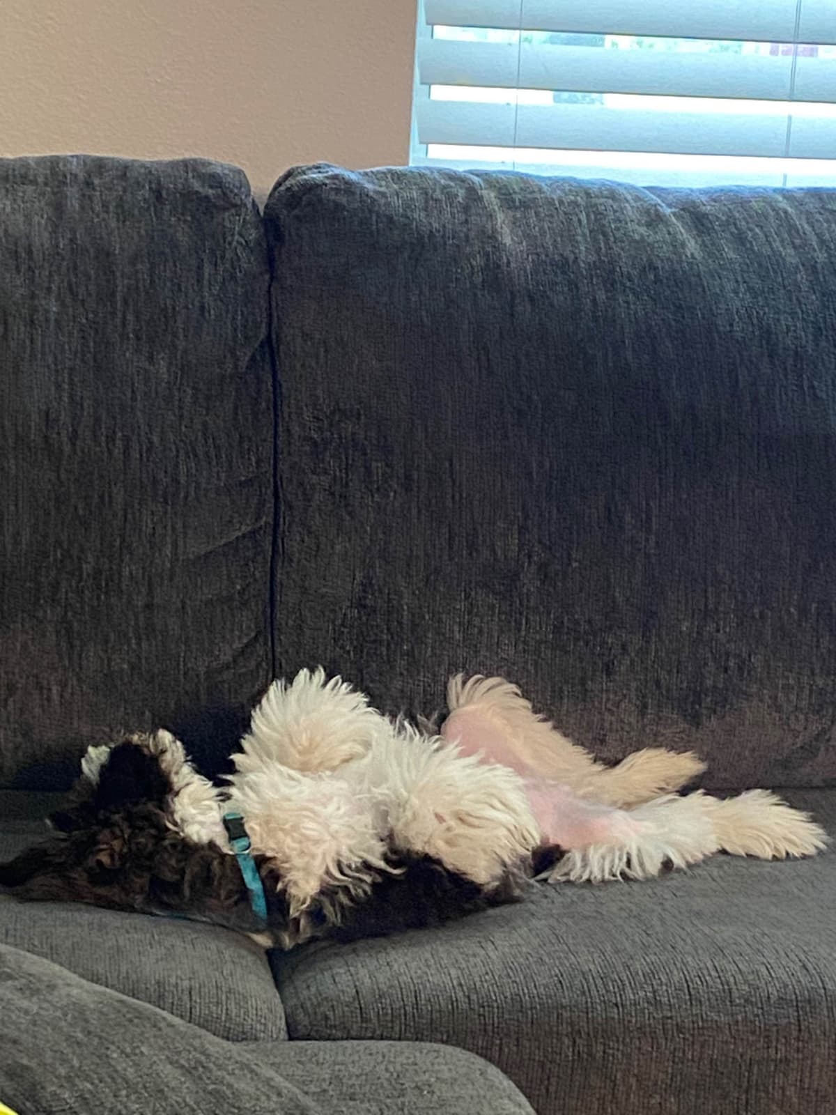 Miniature Schnauzer Puppies breeder image 21
