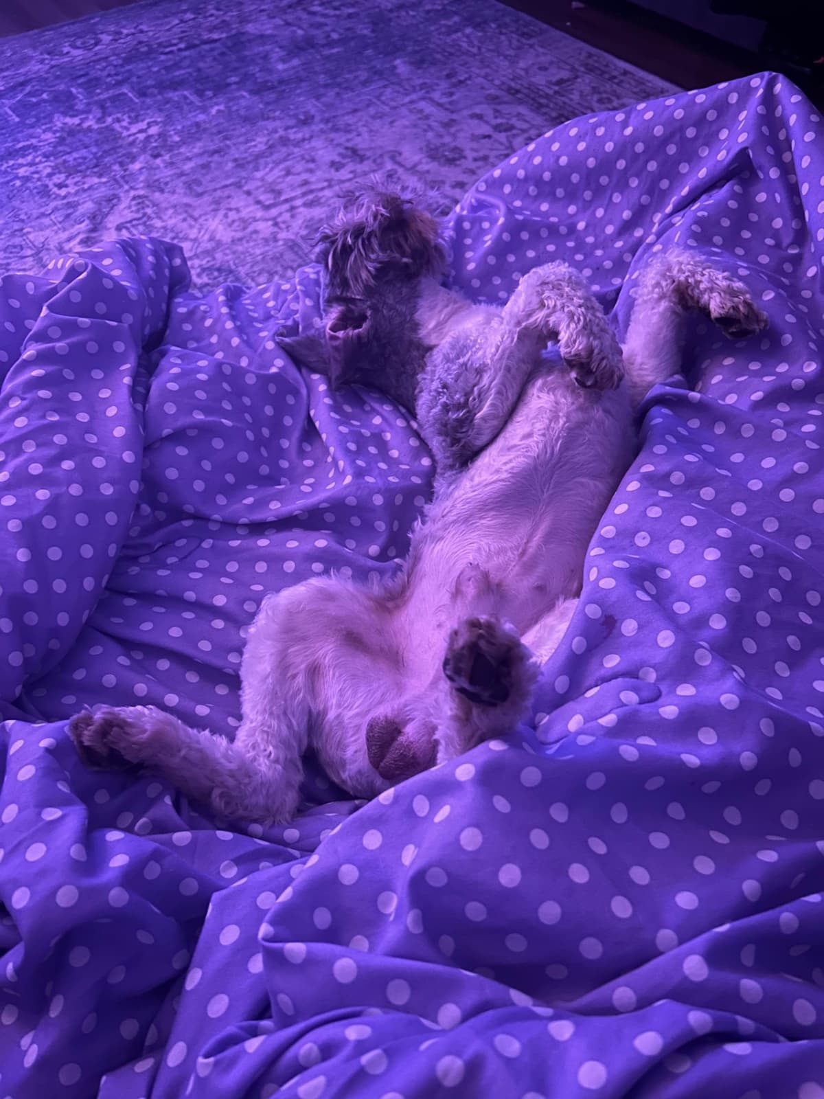 Miniature Schnauzer Puppies breeder image 19