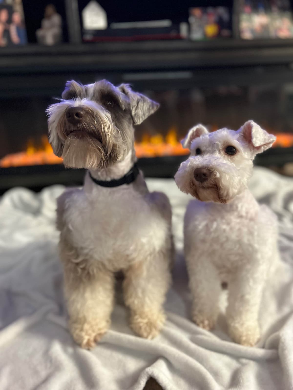 Miniature Schnauzer Puppies breeder image 30
