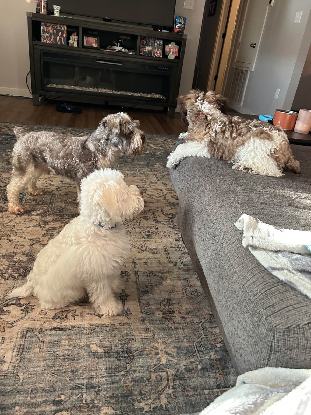 Miniature Schnauzer Puppies breeder image 5