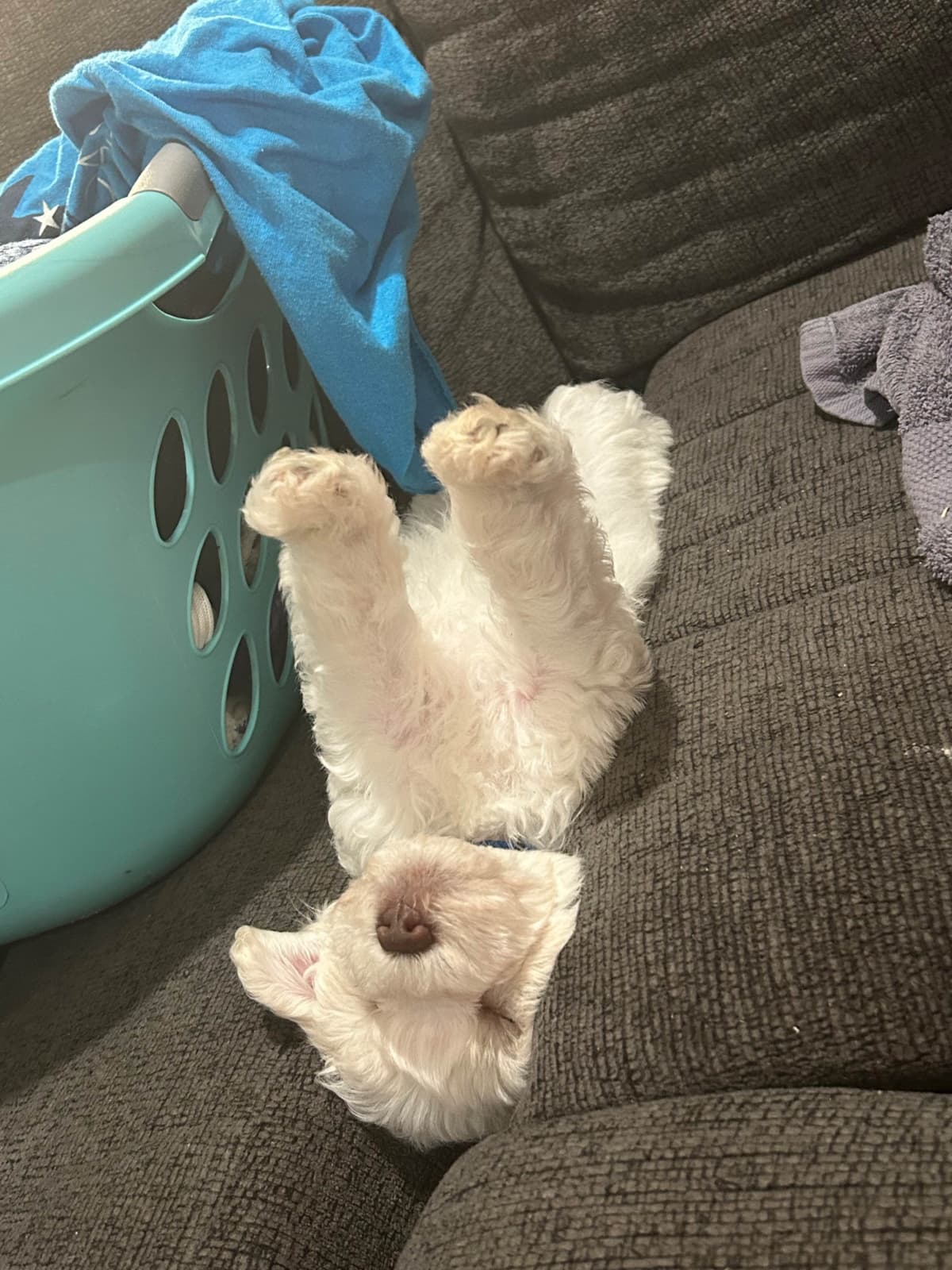 Miniature Schnauzer Puppies breeder image 22