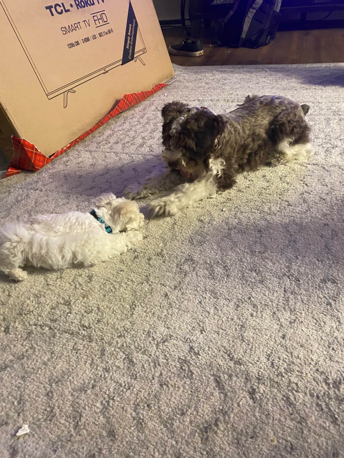 Miniature Schnauzer Puppies breeder image 28