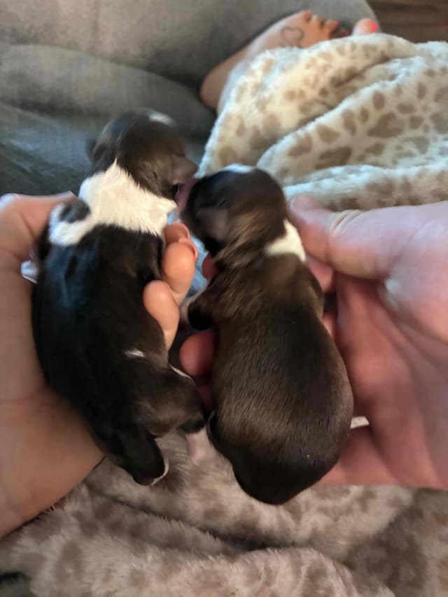 Miniature Schnauzer Puppies media 3