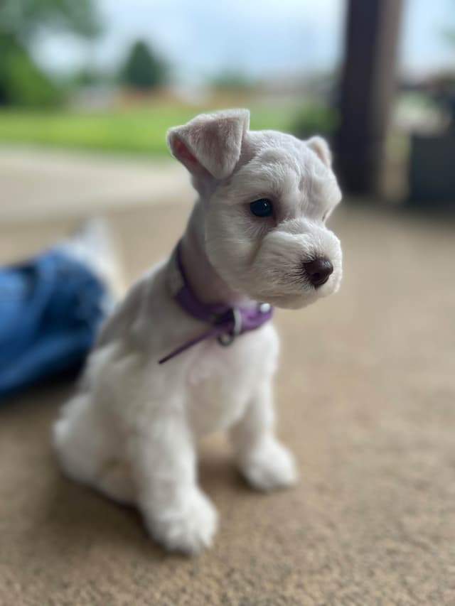 Miniature Schnauzer Puppies media 7