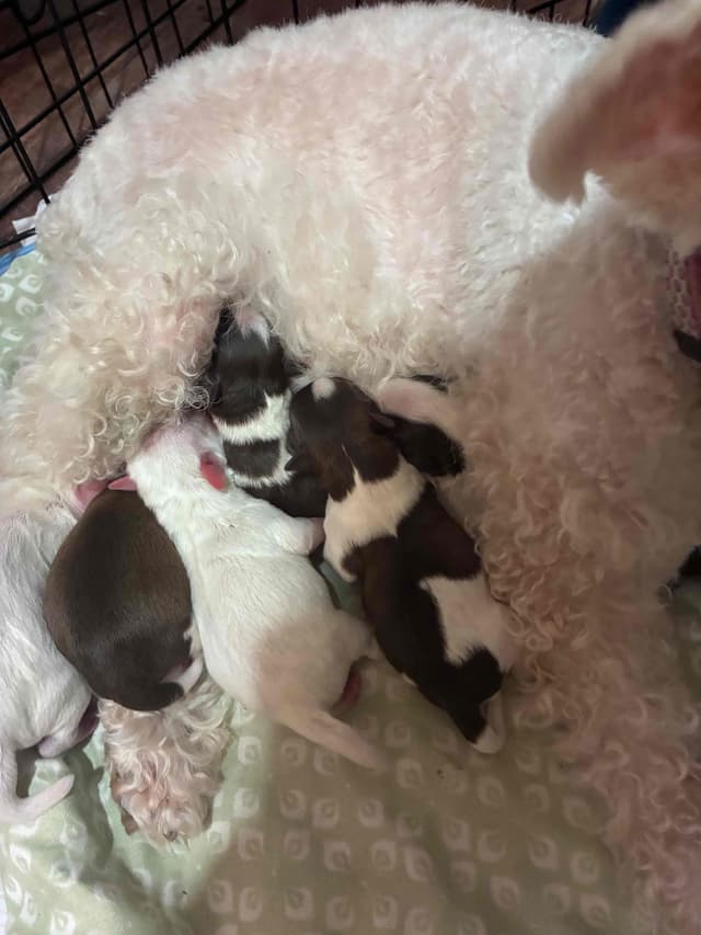 Miniature Schnauzer Puppies media 4