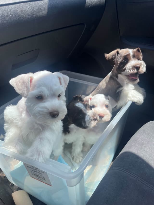 Miniature Schnauzer Puppies media 6