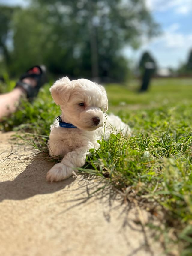 Miniature Schnauzer Puppies media 9