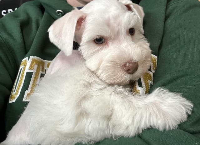 Miniature Schnauzer Puppies media 8