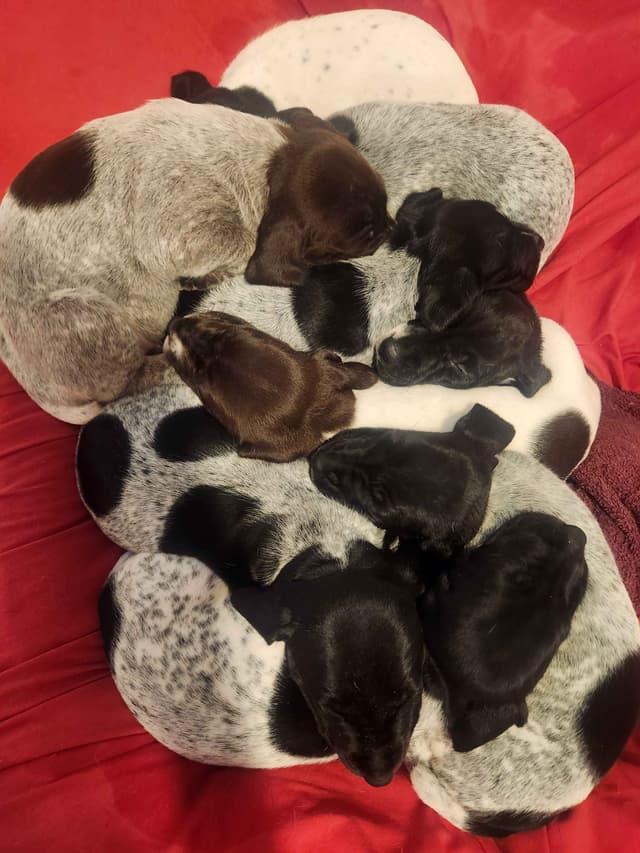 German Shorthaired Pointer Puppies media 2