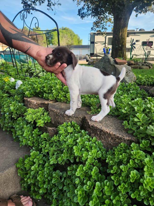 German Shorthaired Pointer Puppies media 3