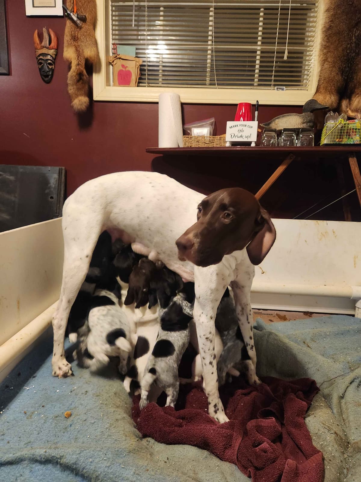 German Shorthaired Pointer Puppies breeder image 1