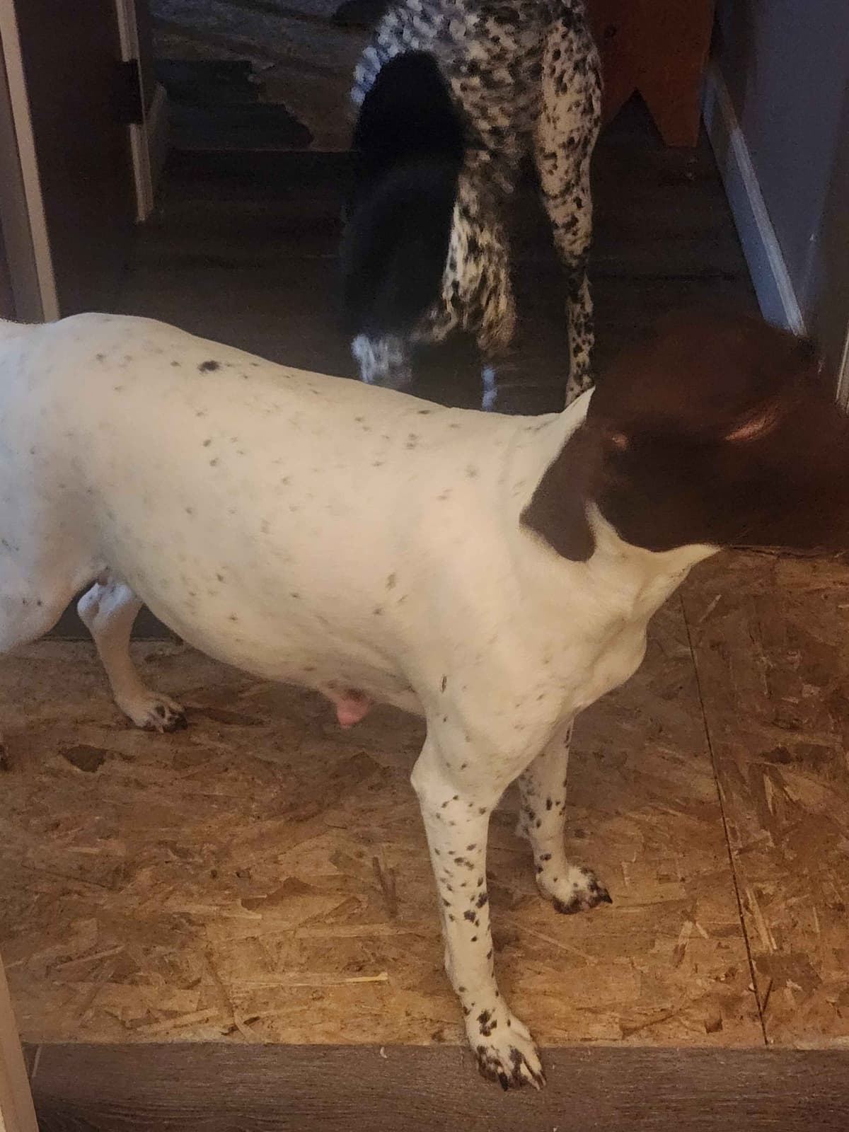 German Shorthaired Pointer Puppies breeder image 3