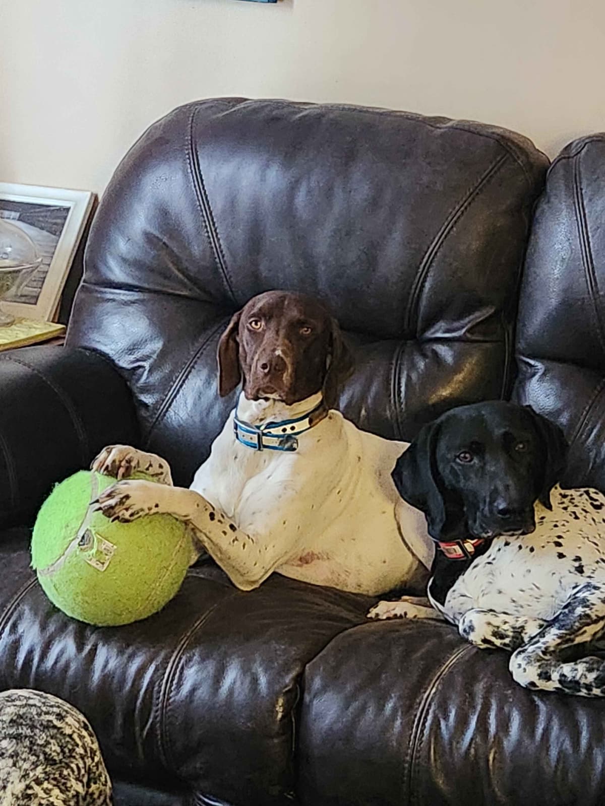 German Shorthaired Pointer Puppies breeder image 5