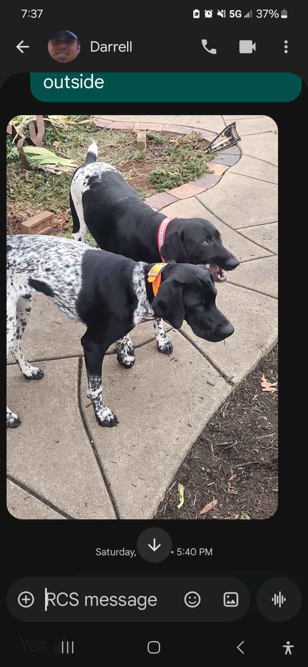 German Shorthaired Pointer Puppies breeder image 6