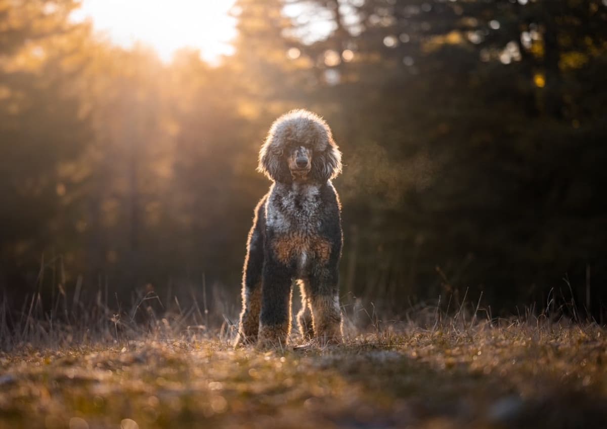 Standard Poodle Puppies breeder image 2
