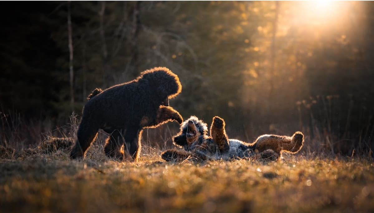 Standard Poodle Puppies breeder image 4