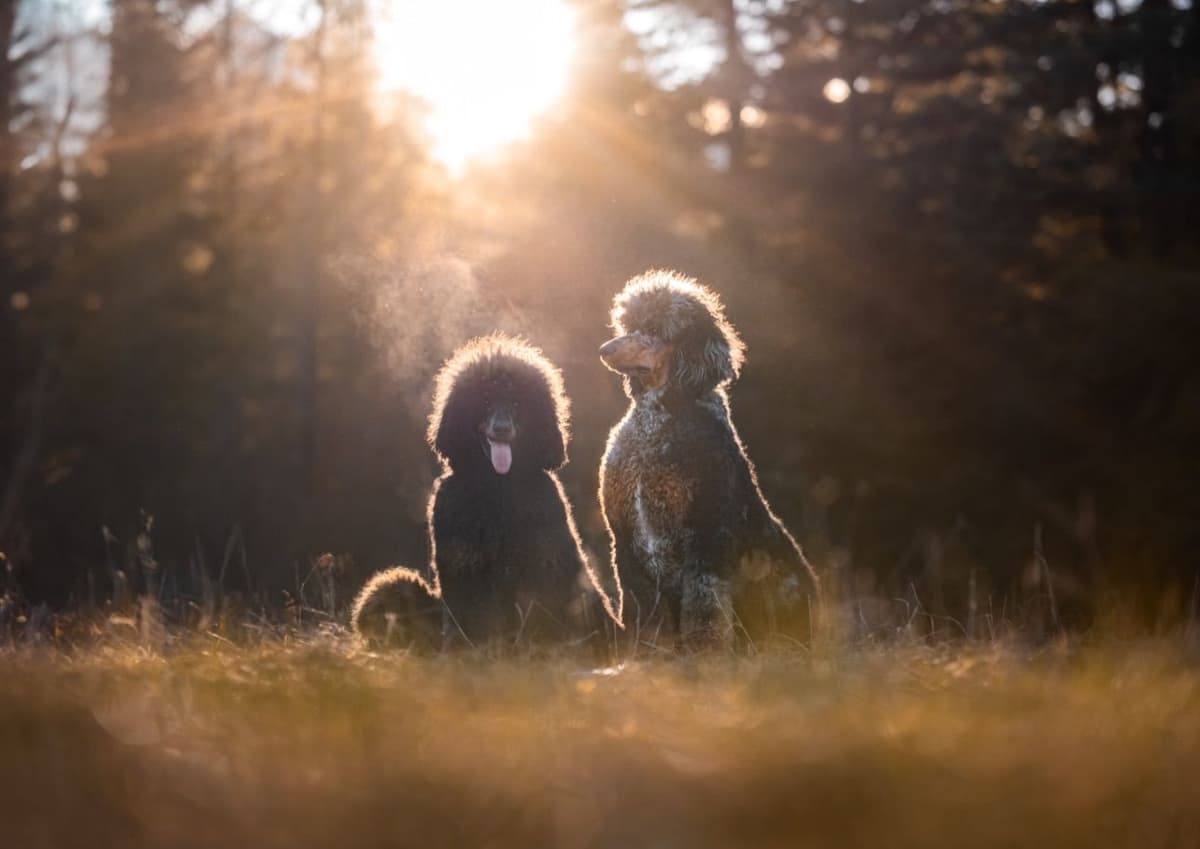 Standard Poodle Puppies breeder image 5