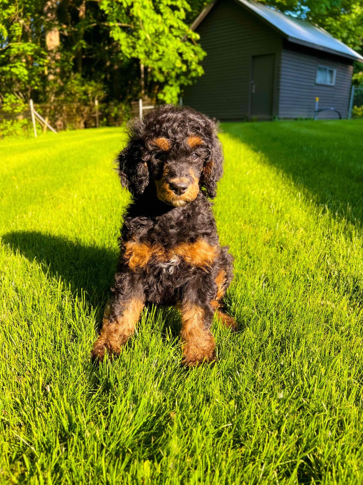 Standard Poodle Puppies breeder image 7