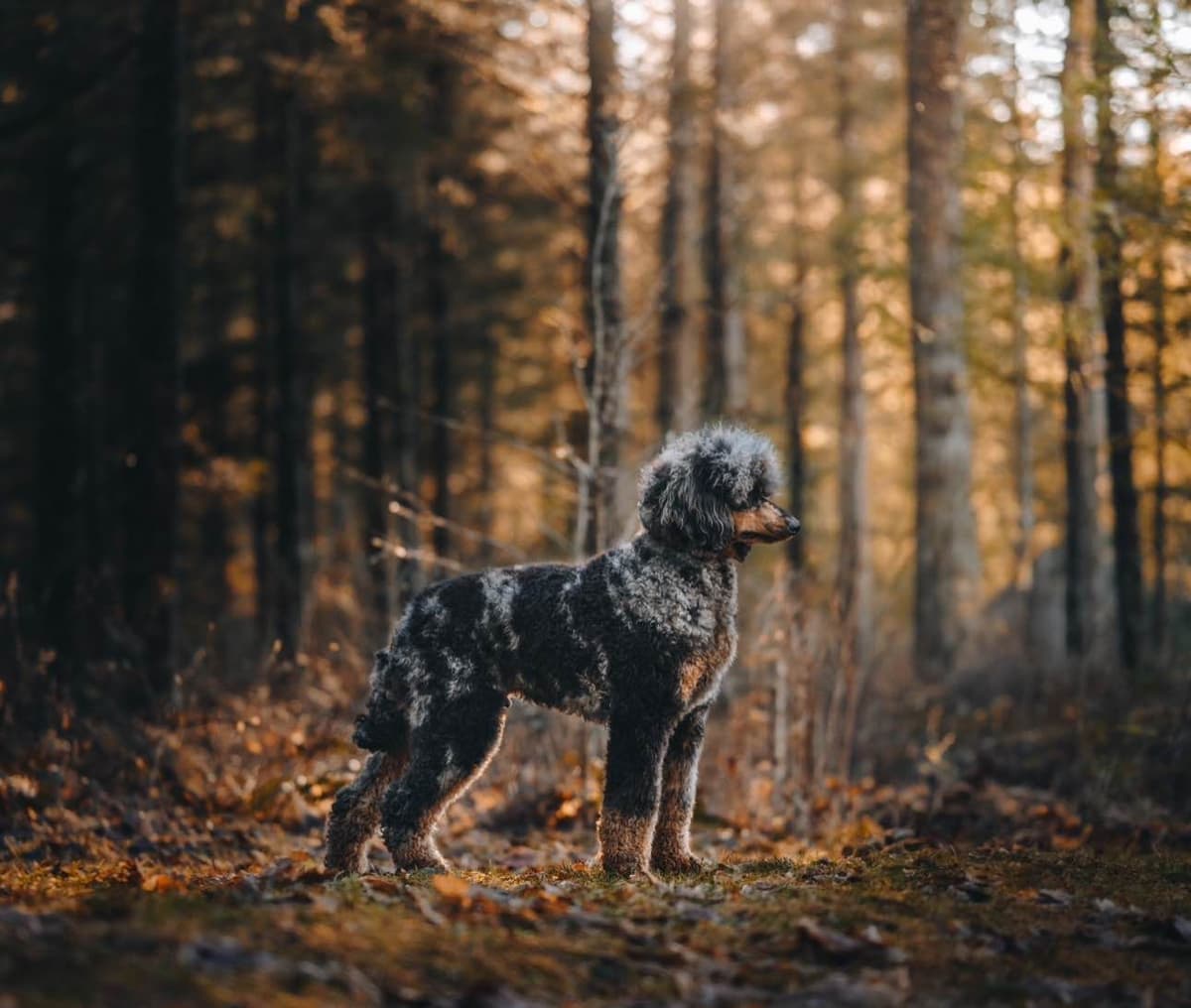 Standard Poodle Puppies breeder image 8