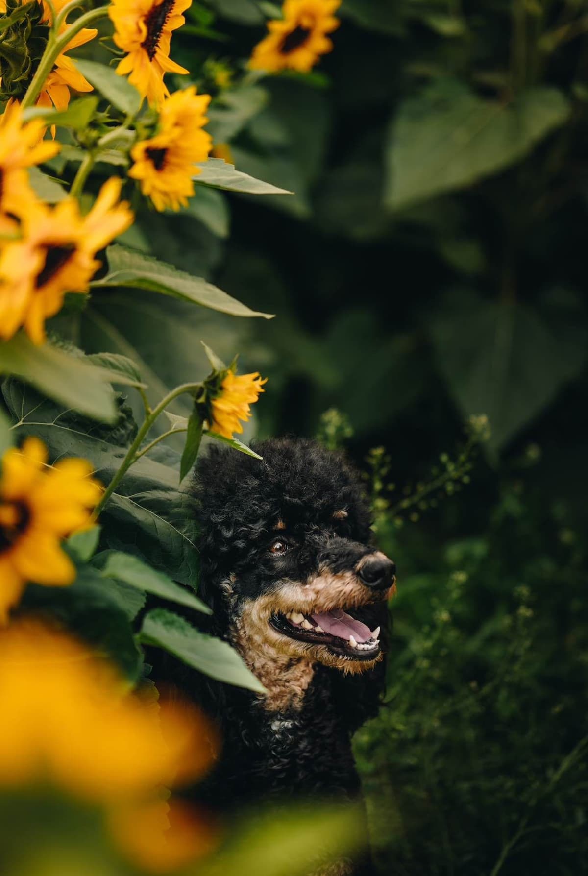 Standard Poodle Puppies breeder image 9