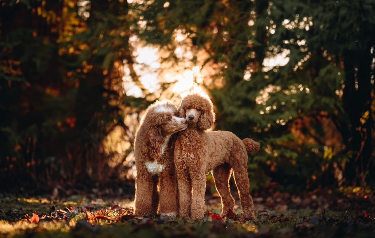 Standard Poodle Puppies breeder image 11