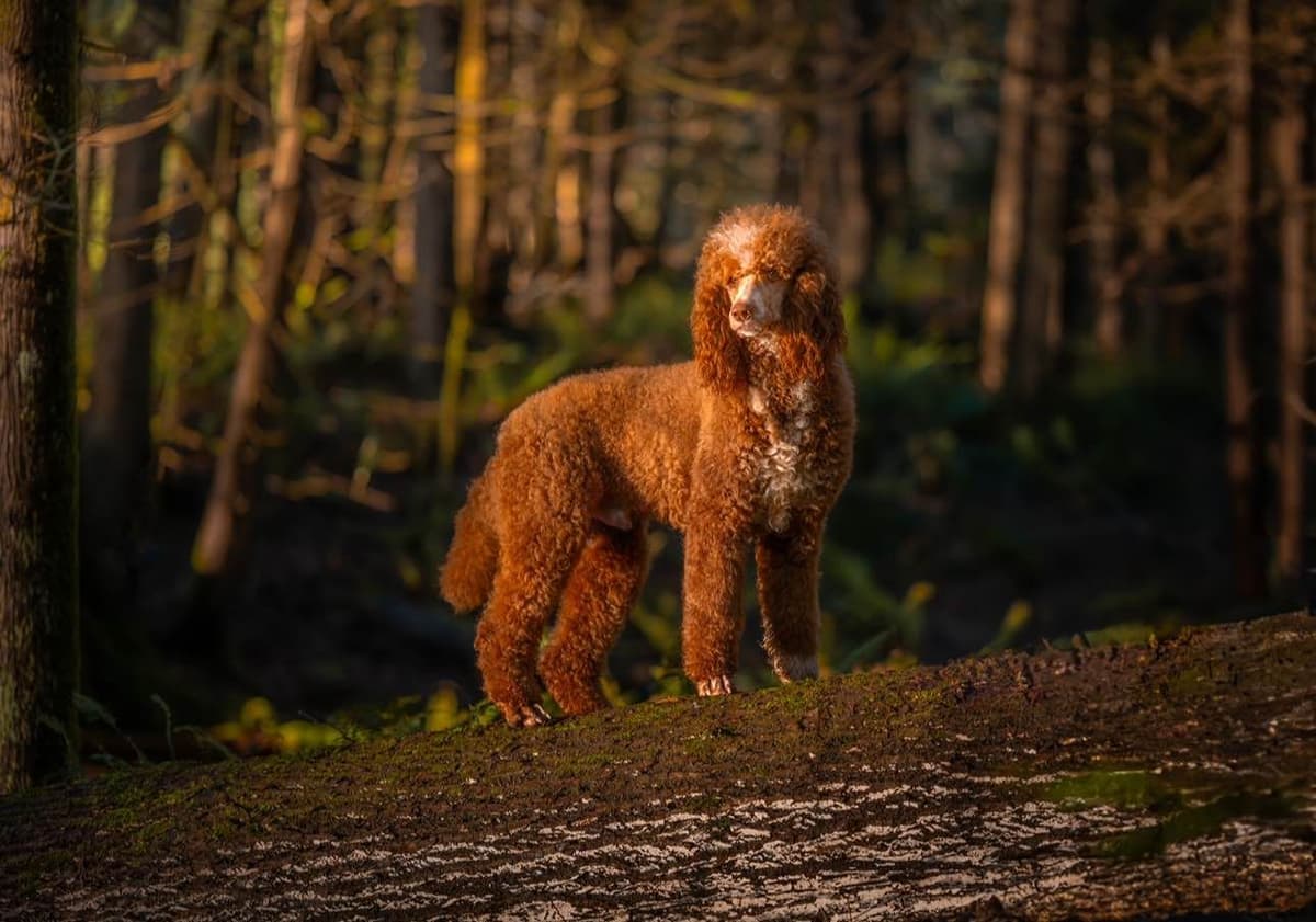 Standard Poodle Puppies breeder image 12