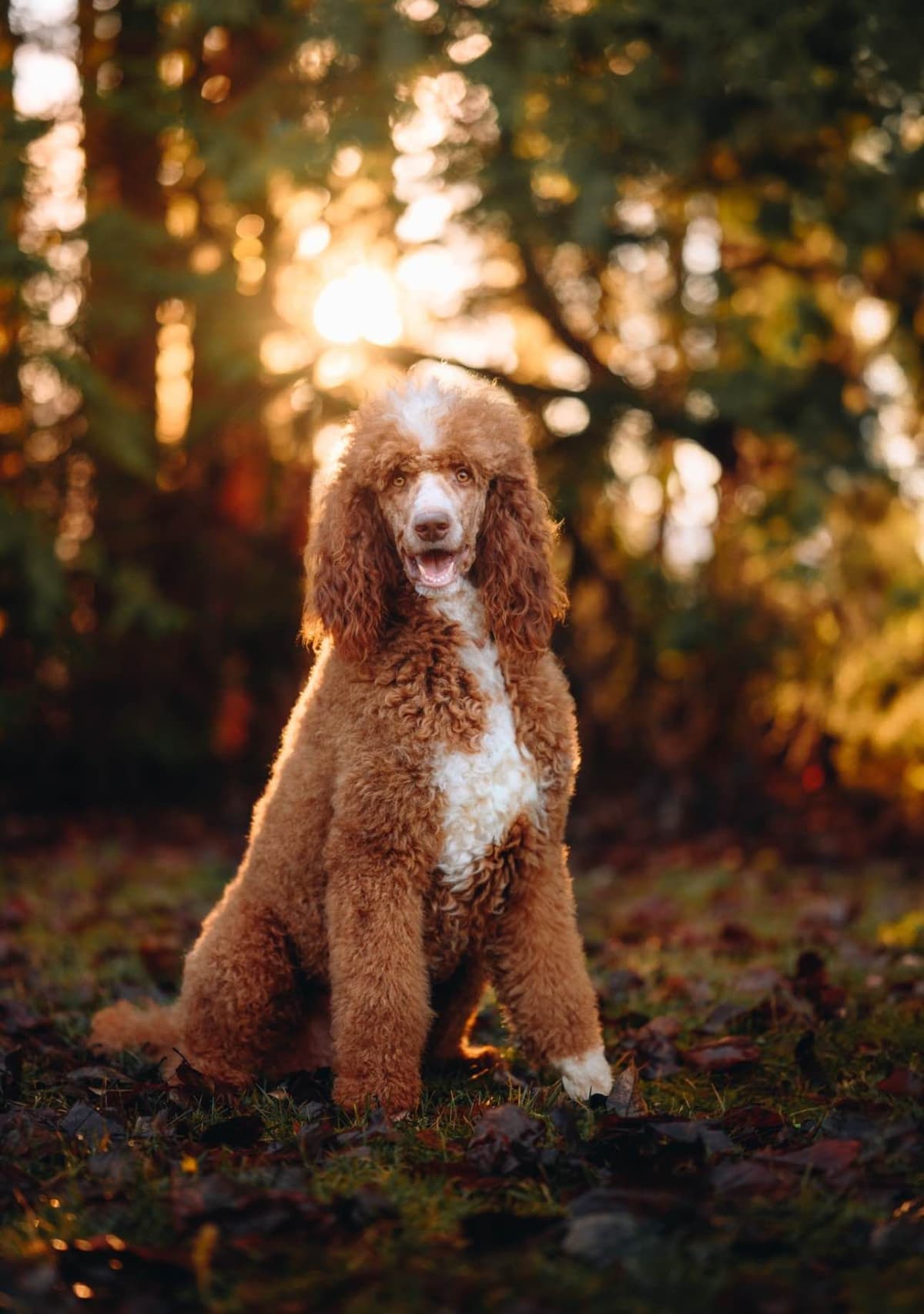 Standard Poodle Puppies breeder image 13