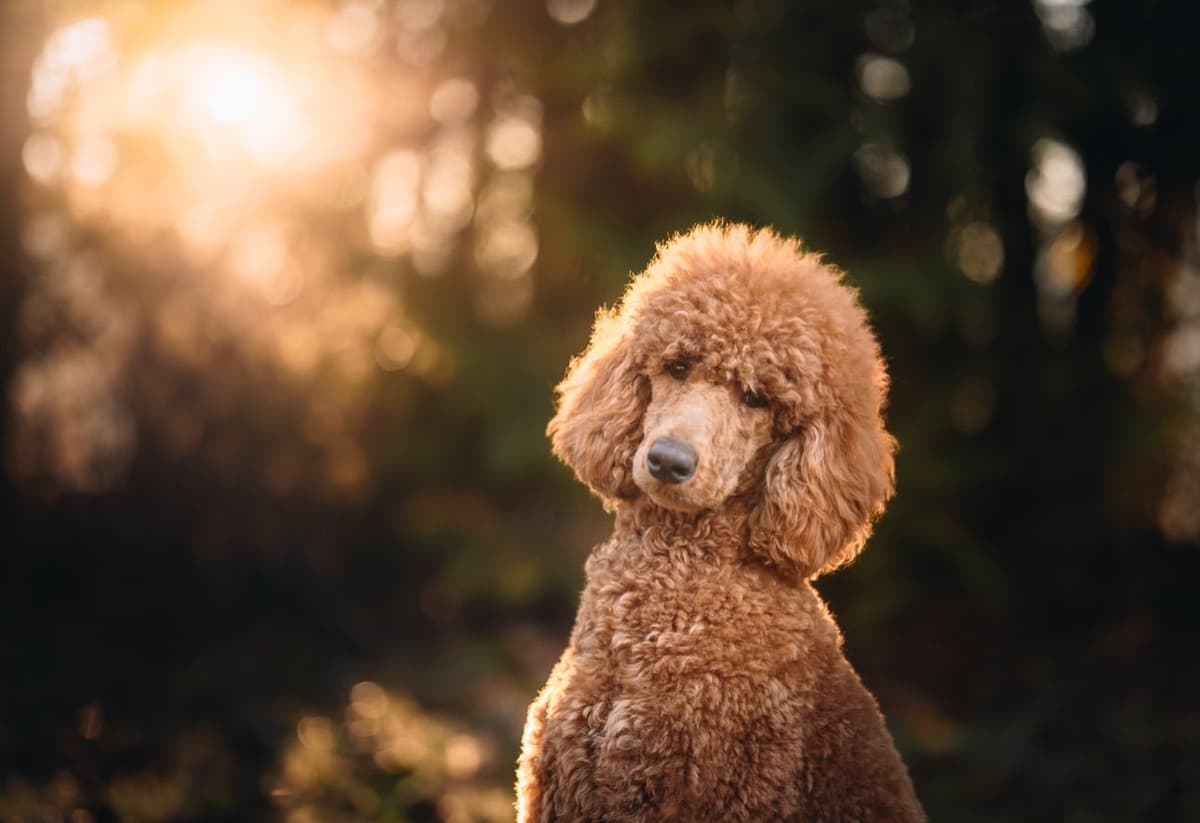Standard Poodle Puppies breeder image 15