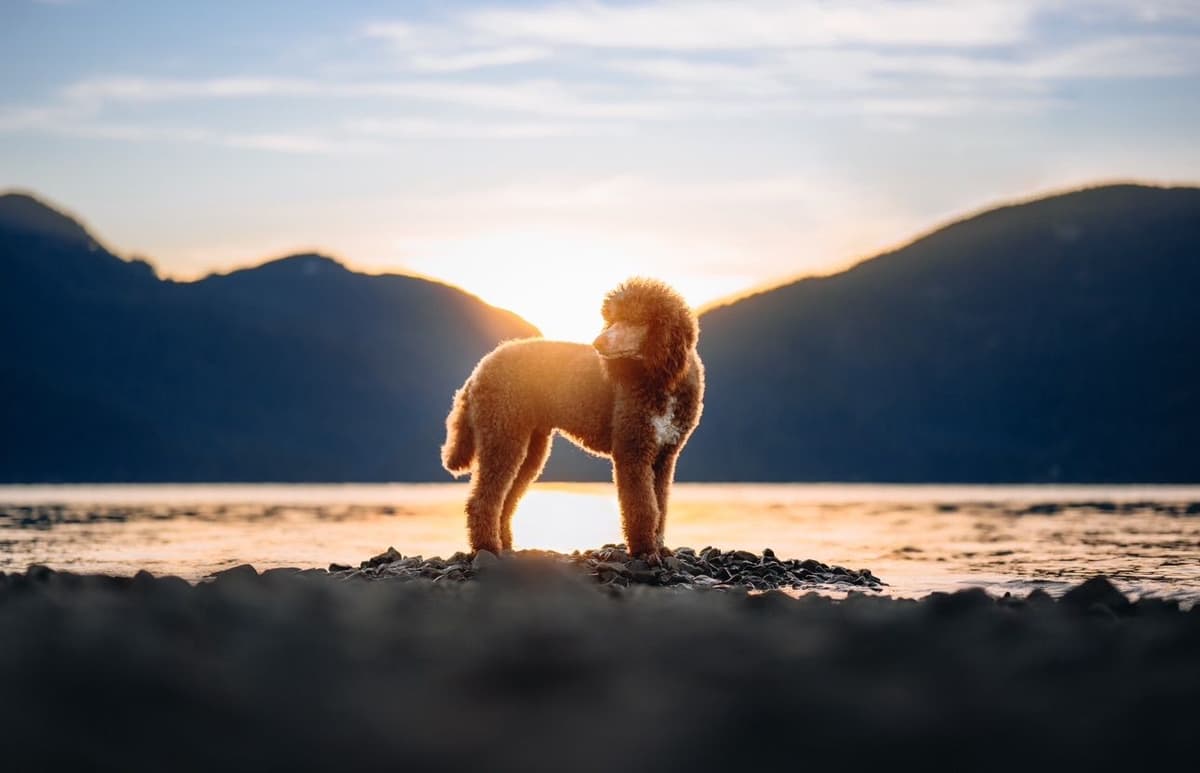 Standard Poodle Puppies breeder image 16