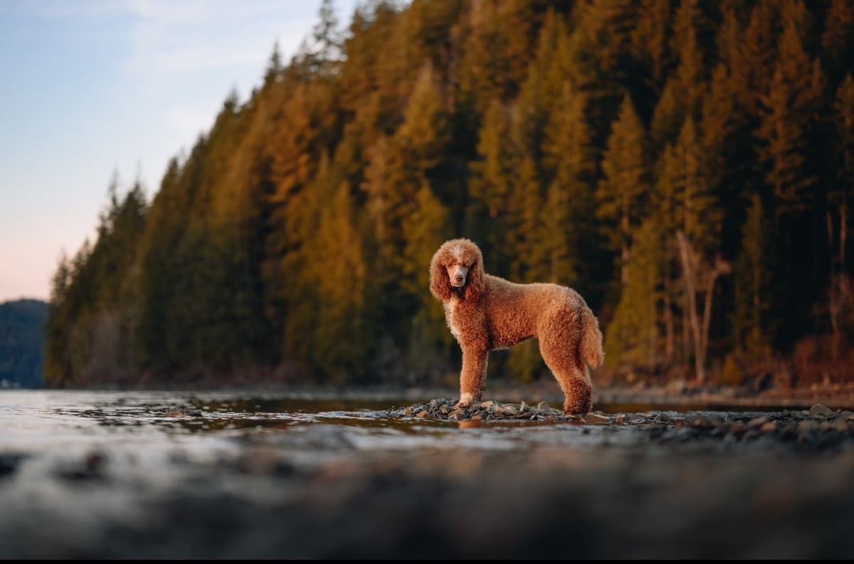 Standard Poodle Puppies breeder image 17