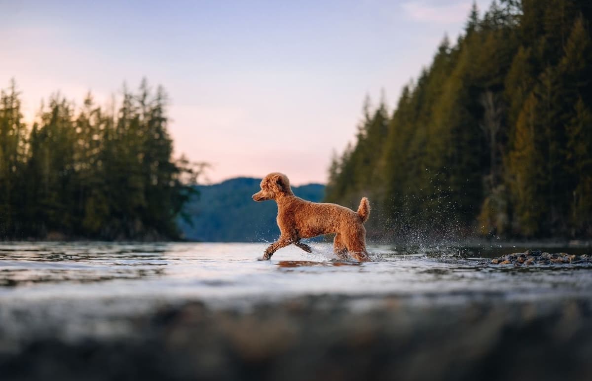 Standard Poodle Puppies breeder image 1