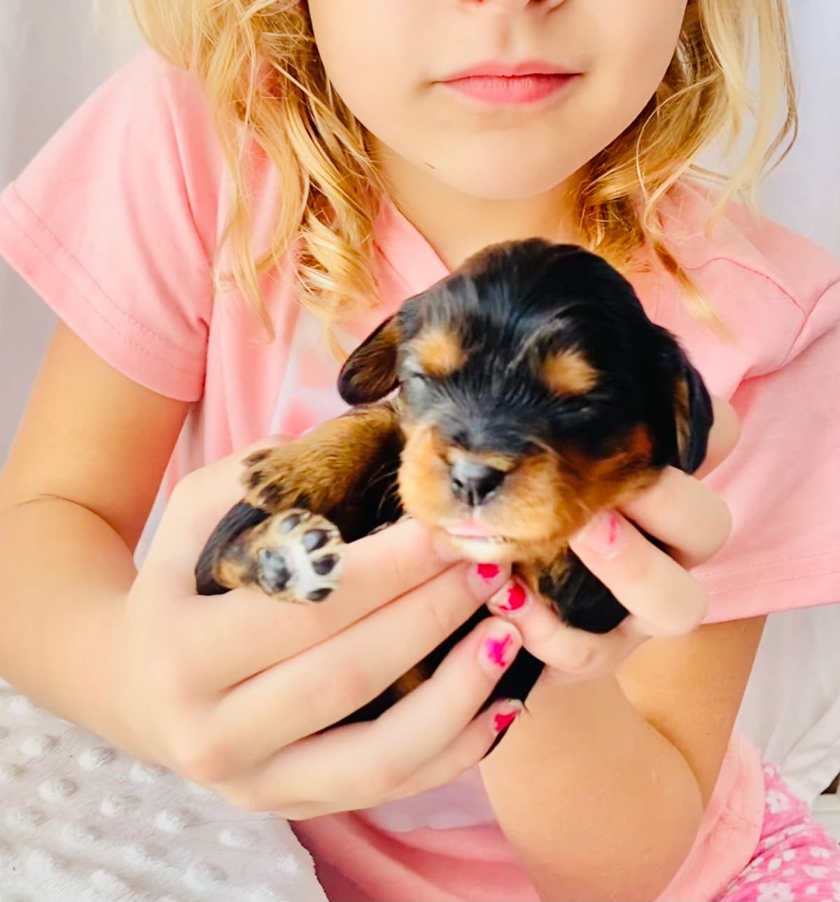 Chocolate Cavalier King Charles Spaniel Puppies breeder image 1