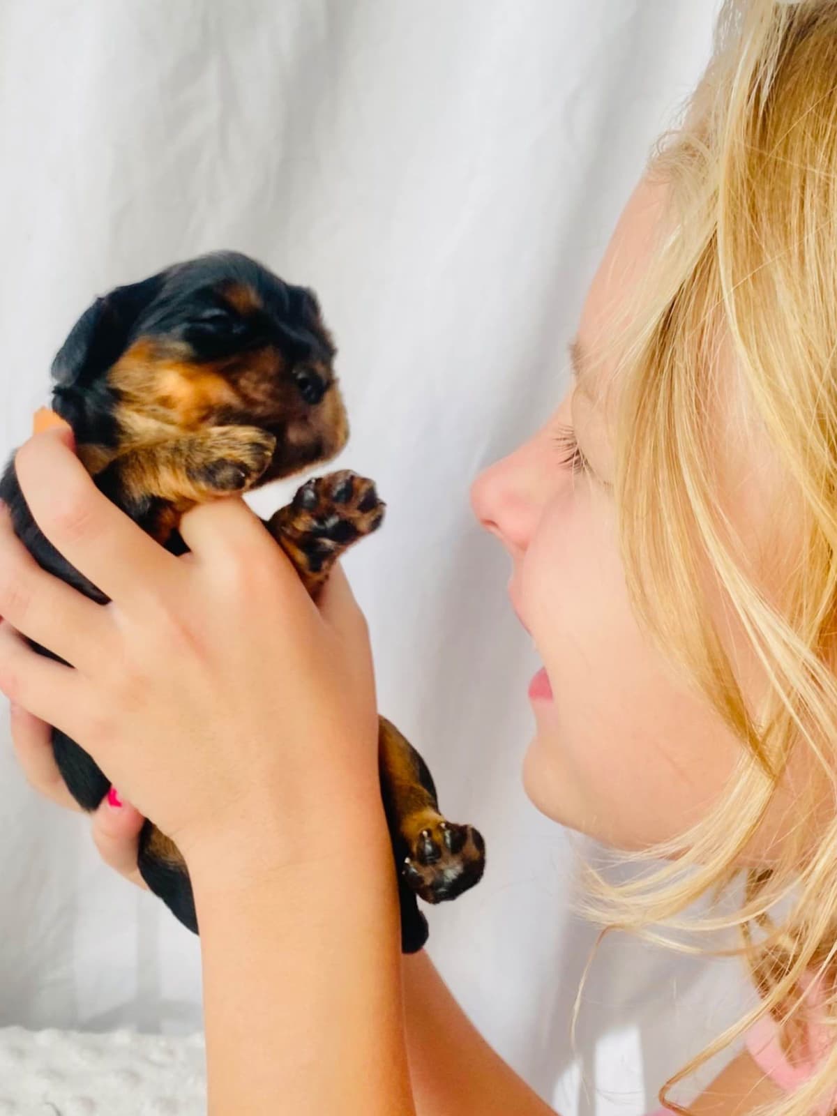 Chocolate Cavalier King Charles Spaniel Puppies breeder image 3