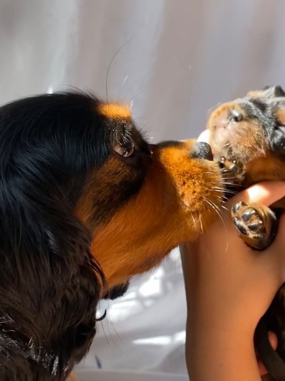 Chocolate Cavalier King Charles Spaniel Puppies breeder image 2