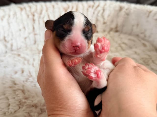 Cavalier King Charles Spaniel Puppies media 2