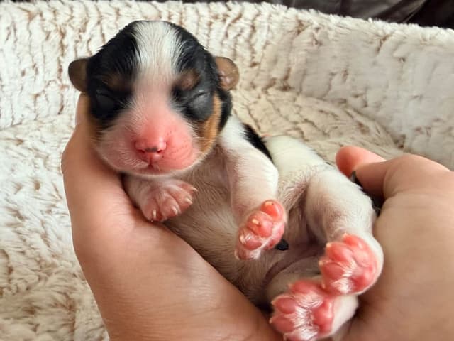 Cavalier King Charles Spaniel Puppies media 4