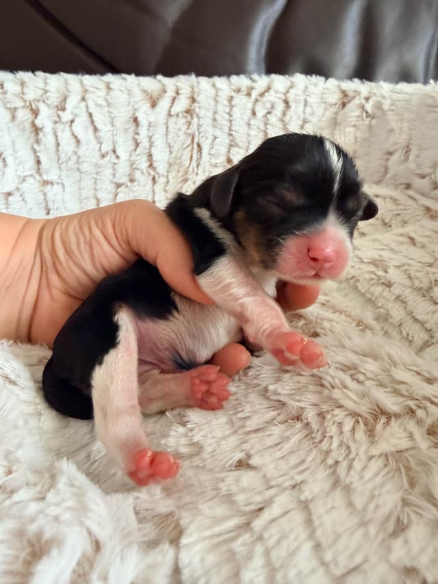 Cavalier King Charles Spaniel Puppies media 5
