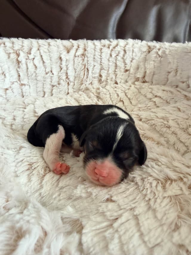 Cavalier King Charles Spaniel Puppies media 7