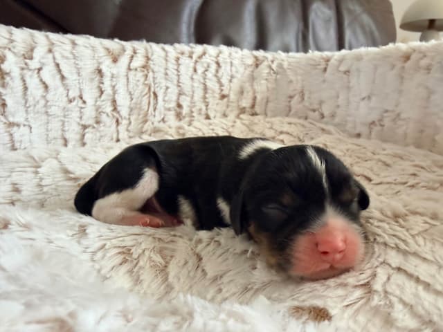 Cavalier King Charles Spaniel Puppies media 6