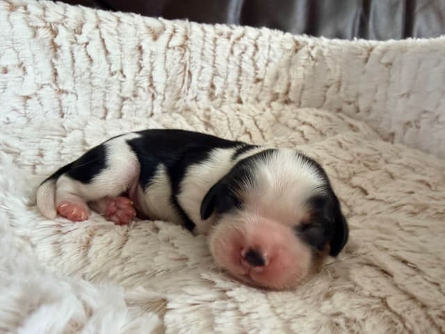 Cavalier King Charles Spaniel Puppies media 8