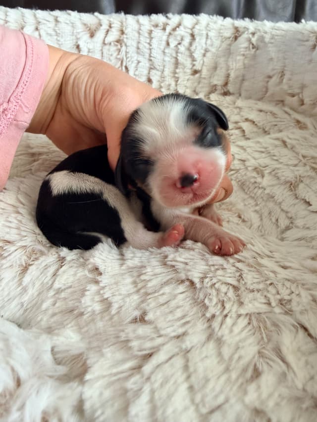 Cavalier King Charles Spaniel Puppies media 9