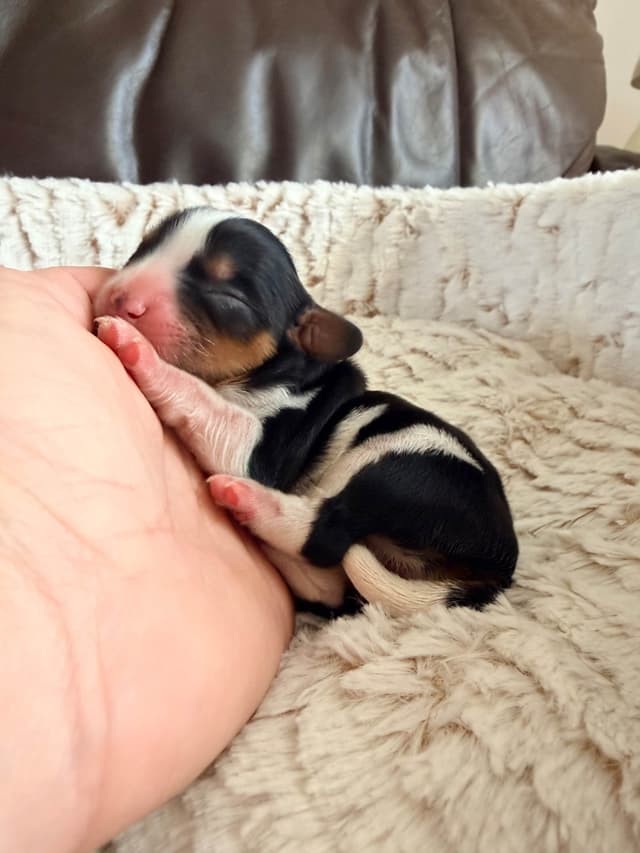 Cavalier King Charles Spaniel Puppies media 10